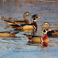 Wood Duck