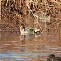 Green-winged Teal