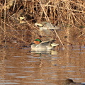 Green-winged Teal