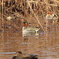 Green-winged Teal