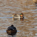Green-winged Teal