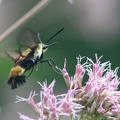 Snowberry Clearwing Hummingbird Moth & Eastern Joe Pye Weed