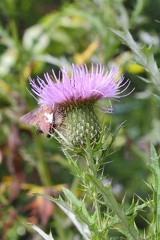 Field Thistle & Silver-spotted Skipper
