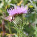 Field Thistle & Silver-spotted Skipper