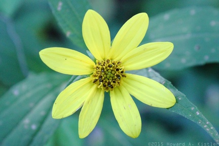 Thinleaf Sunflower