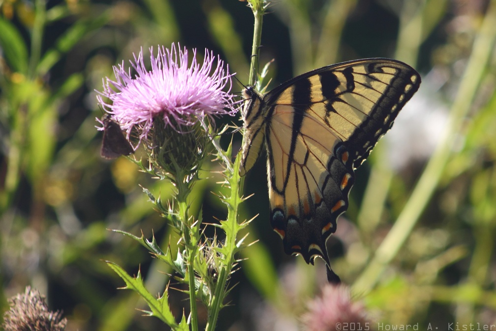 Eastern Tiger Swallowtail on Field Thistle