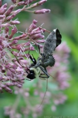 Wheel Bug seizing Bumblebee on Joe Pye Weed