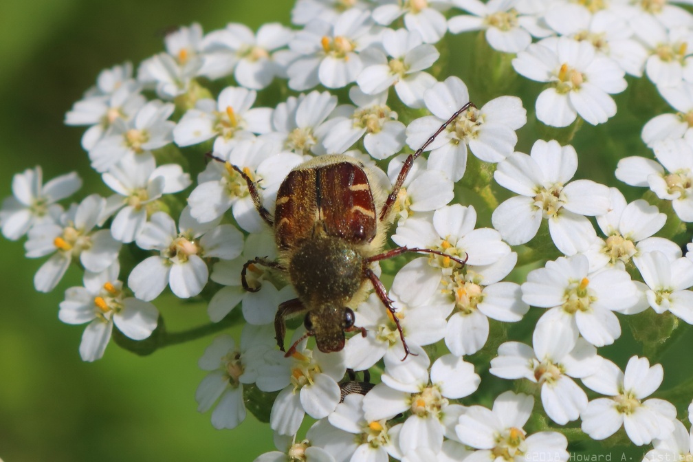 Flower Chafer & Common Yarrow
