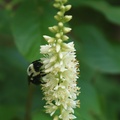 Bumblebee on Sweet Pepperbush