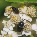 Flower Weevils on Common Yarrow