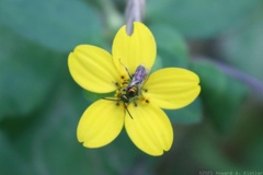 Hymenoptera on Green-and-Gold