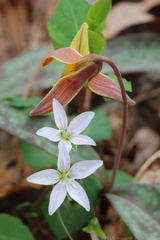 Trout Lily & Spring Beauty