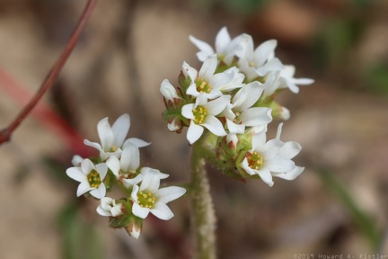 Early Saxifrage