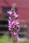 Purple Loosestrife & Bumble Bee