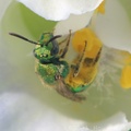 Ultra Green Sweat Bee