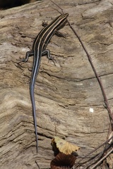 Common Five-lined Skink