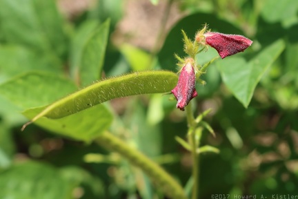 Spiked Hoary Pea