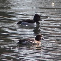Ring-necked Duck & Lesser Scaup