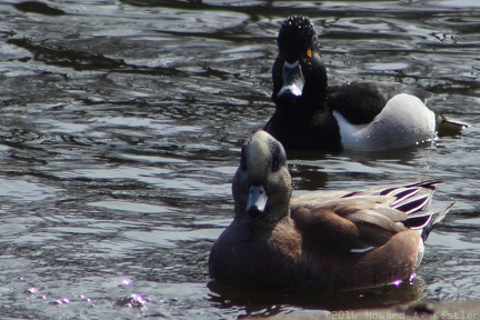 Ring-necked Duck & American Wigeon