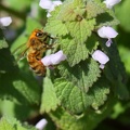 Honey Bee & Purple Deadnettle