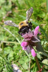 Bumblebee & Purple Deadnettle