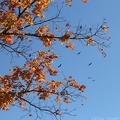 Autumn Foliage with Vultures
