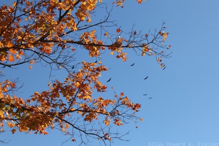Autumn Foliage with Vultures