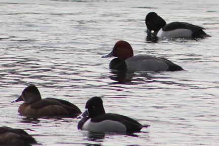 Ring-necked Duck & Redhead