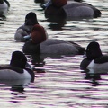 Redhead & Ring-necked Duck