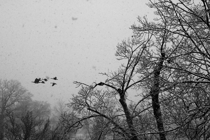 Canada Geese Flight in Snowstorm