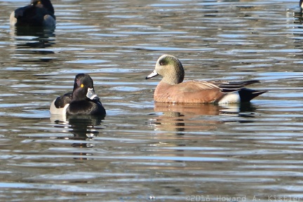Ring-necked Duck & American Wigeon