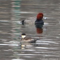 Ruddy Duck & Redhead