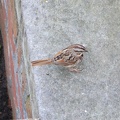 Eastern Song Sparrow