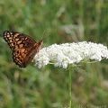 Variegated Fritillary & Queen Anne's Lace