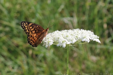 Variegated Fritillary & Queen Anne's Lace