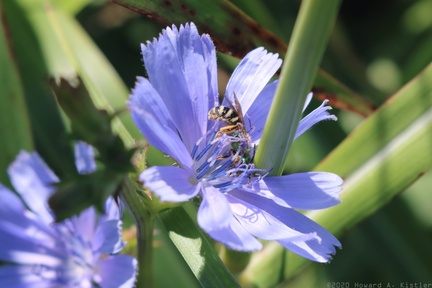Virescent Metallic Bee on Chicory