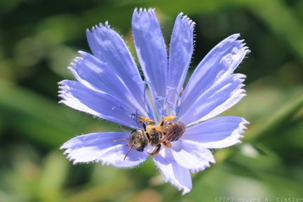 Bee on Chicory