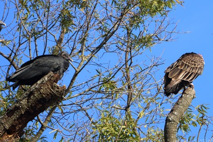 Black Vulture & Turkey Vulture