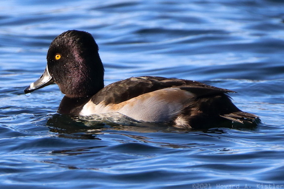 Ring-necked Duck