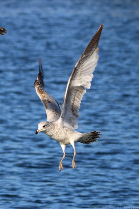 Ring-billed Gull