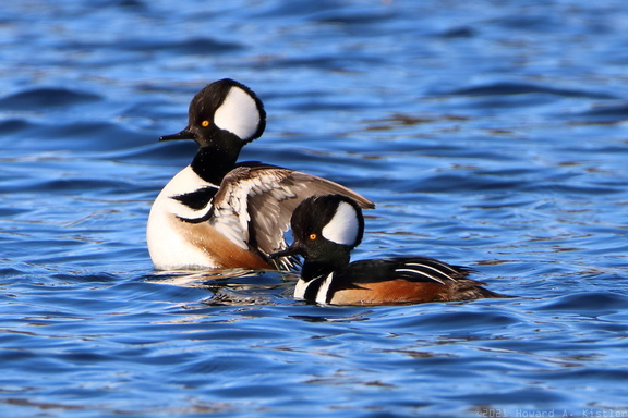 Hooded Merganser