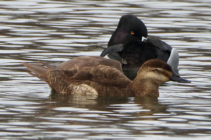 Ring-necked Duck & Ruddy Duck
