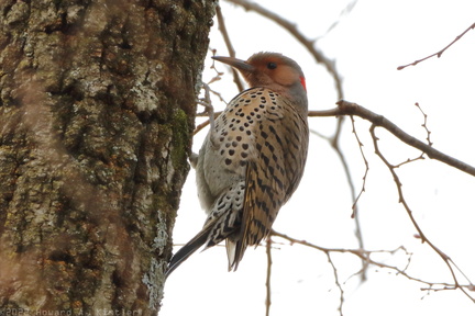 Yellow-shafted Northern Flicker