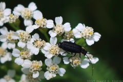 Soldier Beetle & Common Yarrow