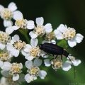 Soldier Beetle & Common Yarrow