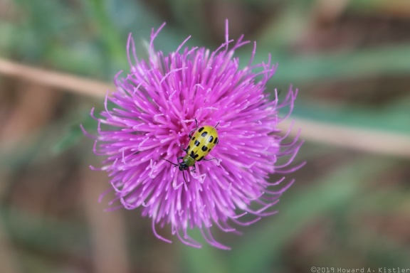 Spotted Cucumber Beetle & Field Thistle