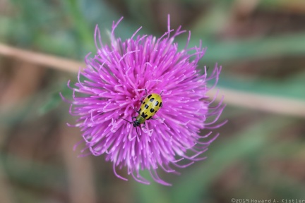 Spotted Cucumber Beetle & Field Thistle