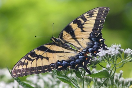Eastern Tiger Swallowtail