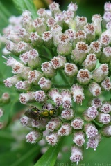 Augochlora Green Metallic Bee & Camphorweed