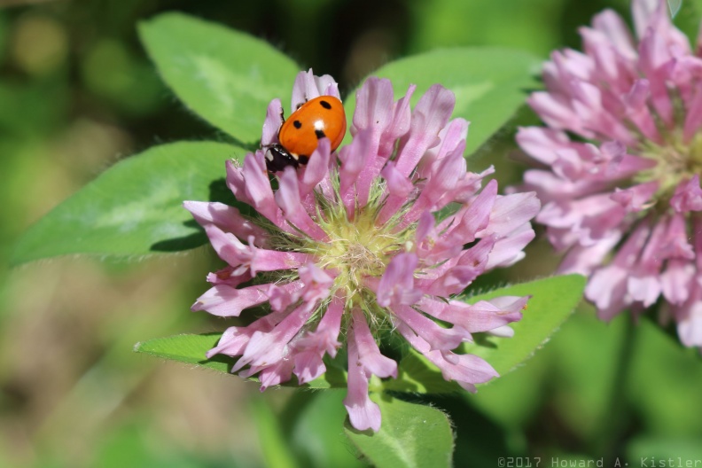 Seven-spotted Ladybird on Red Clover